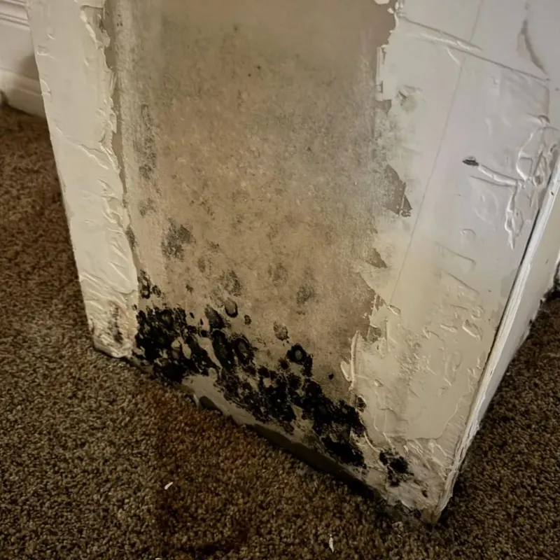 Professional Mold Removal in Chattanooga, TN